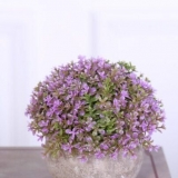 Uzgoj timijana (majčine dušice) iz sjemena kod kuće na prozorskoj dasci